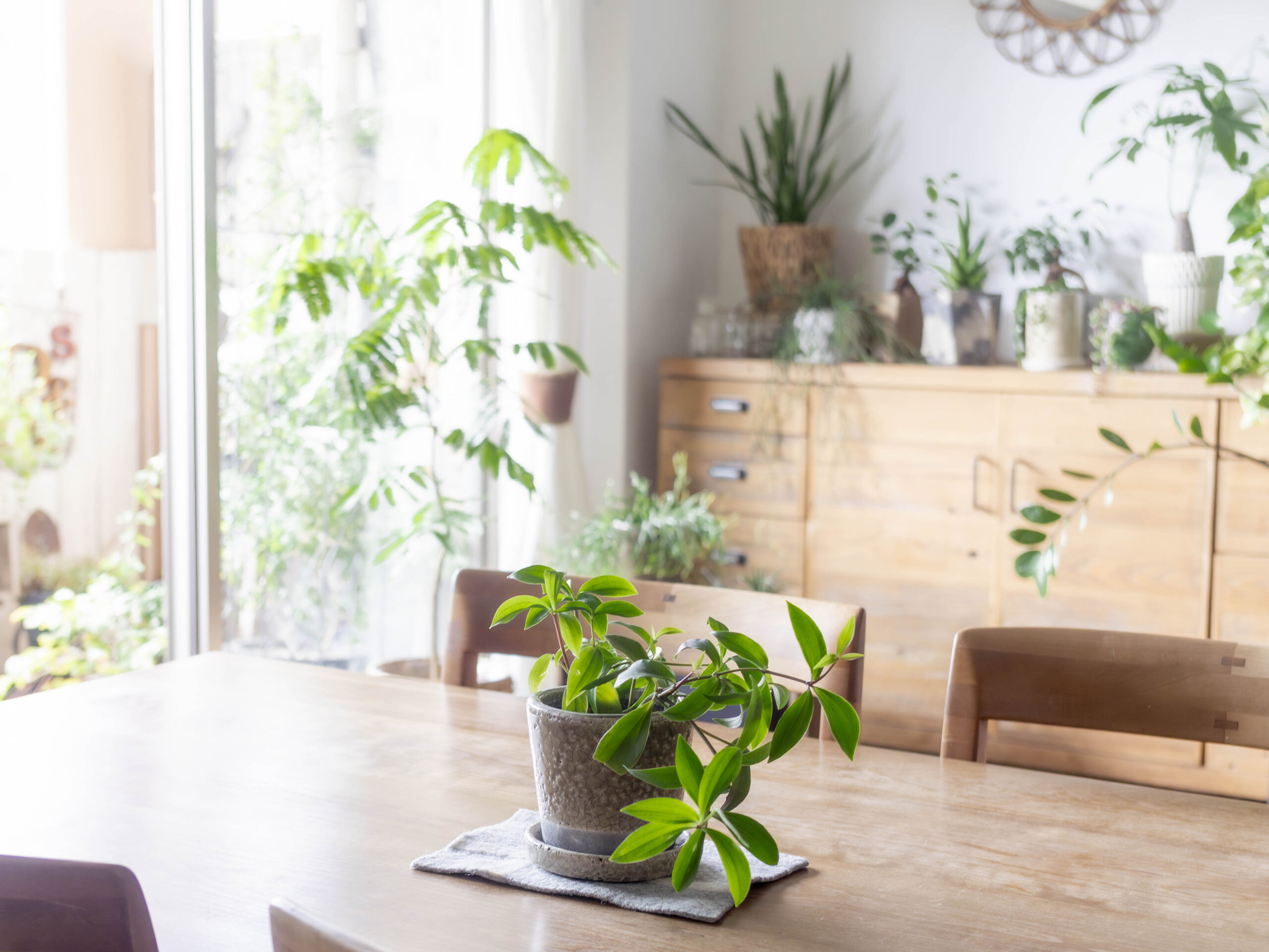 植物のあるダイニング空間