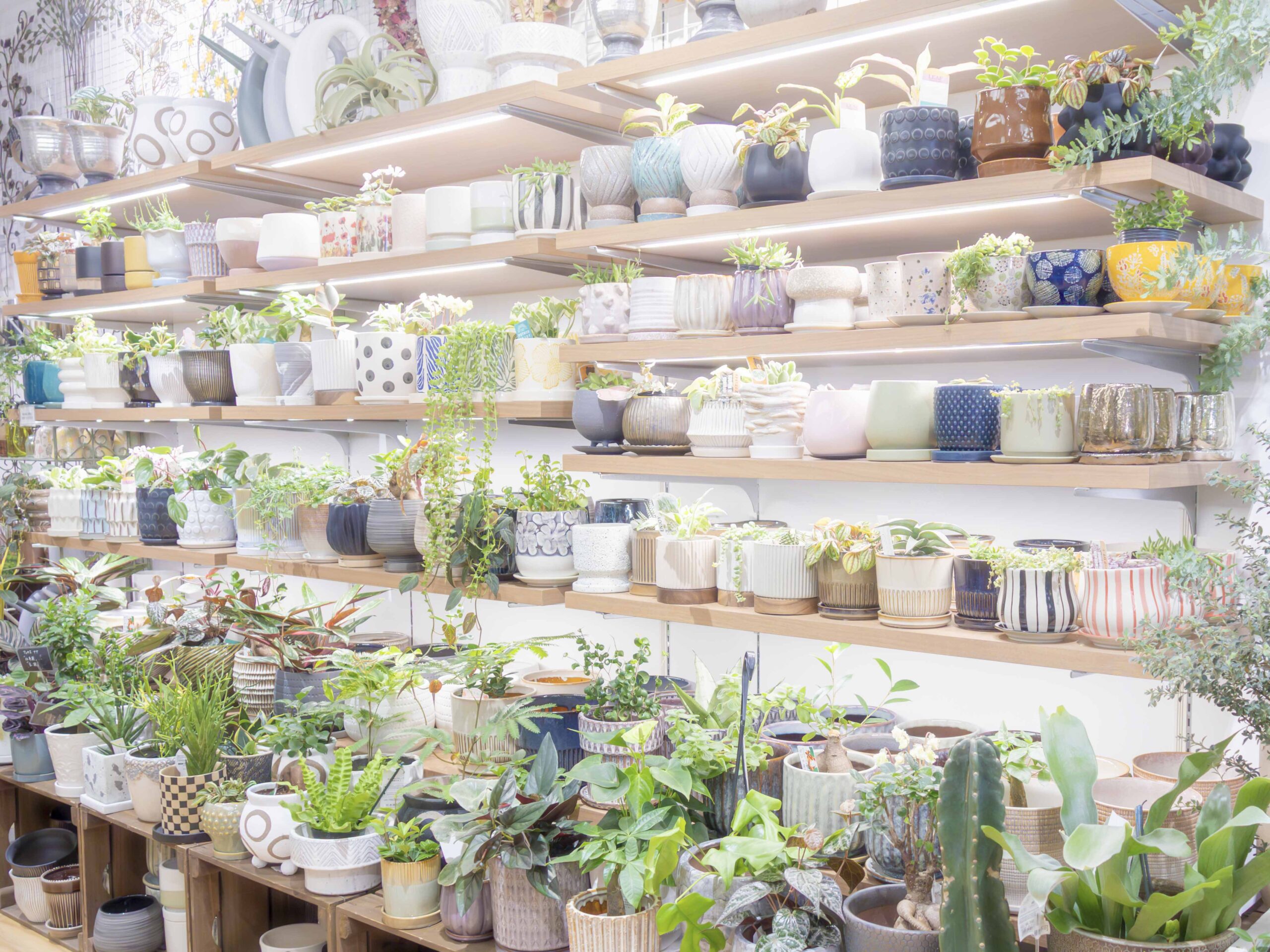 棚に並んだ植木鉢とグリーン